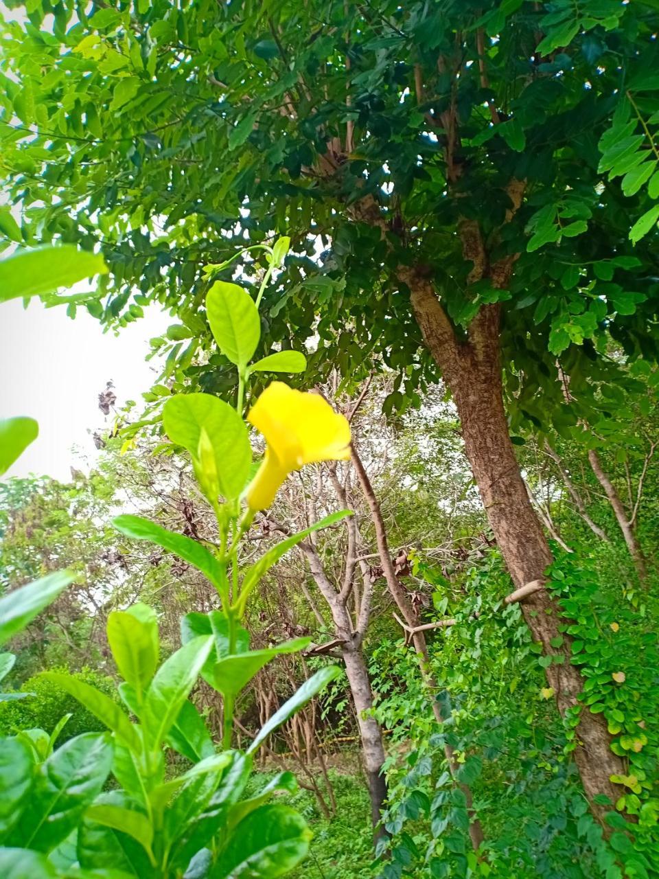 Jungle House Tourist Inn Dambulla Bagian luar foto